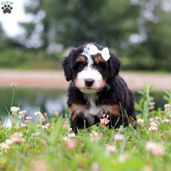 Anne, Mini Bernedoodle Puppy